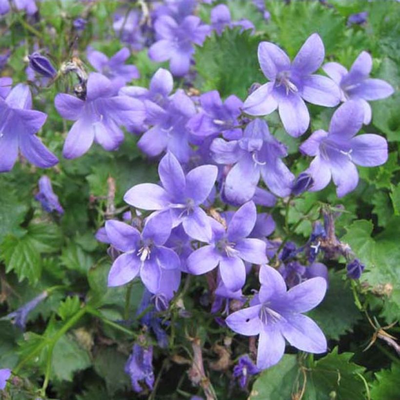 Campanula portenschlagiana - Campanula dalmata (Porto)