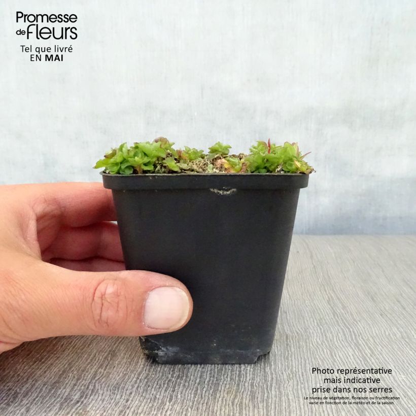 Example of Campanula pulloides G.F. Wilson Vasetto da 8/9 cm as you get in printemps