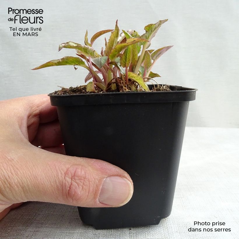 Campanula glomerata Superba - Campanula agglomerata Vasetto da 8/9 cm esemplare consegnato in primavera