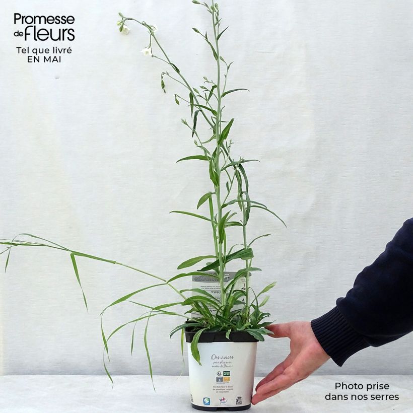 Example of Campanula persicifolia Alba - Campanula con foglie di pesco Vaso da 2L/3L as you get in printemps