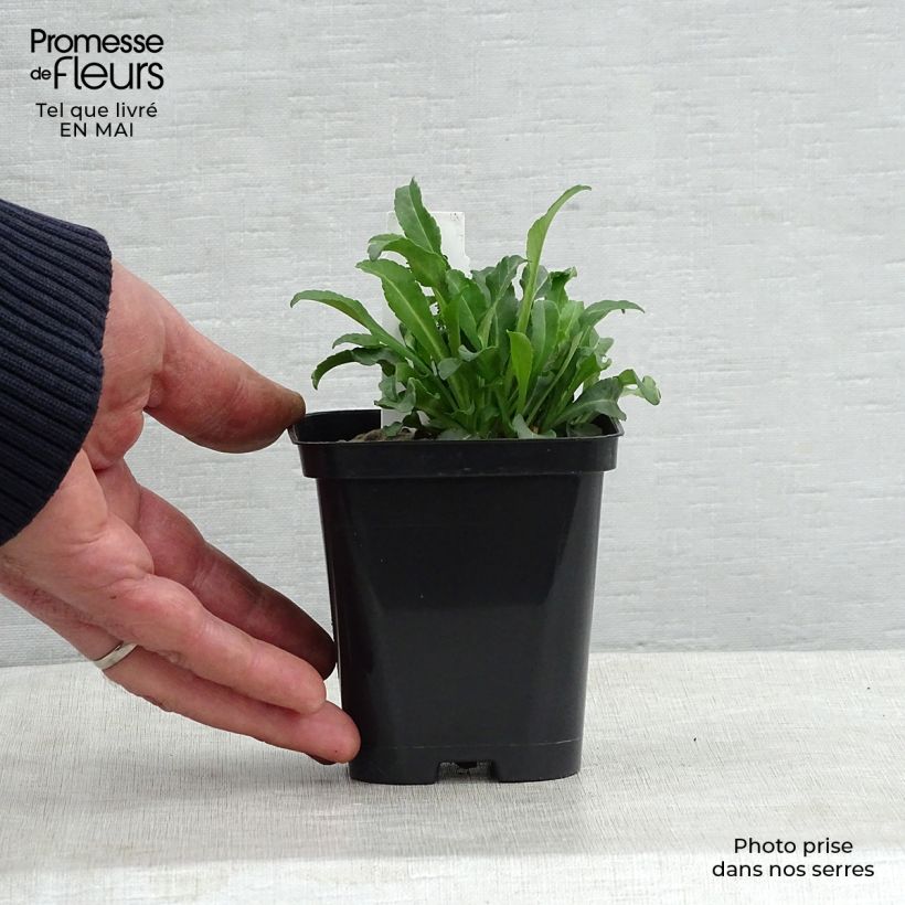 Example of Campanula persicifolia Alba - Campanula con foglie di pesco Vasetto da 8/9 cm as you get in printemps