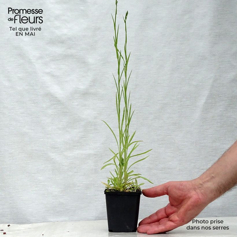 Campanula persicifolia La Belle - Campanula con foglie di pesco Vasetto da 8/9 cm esemplare consegnato in primavera