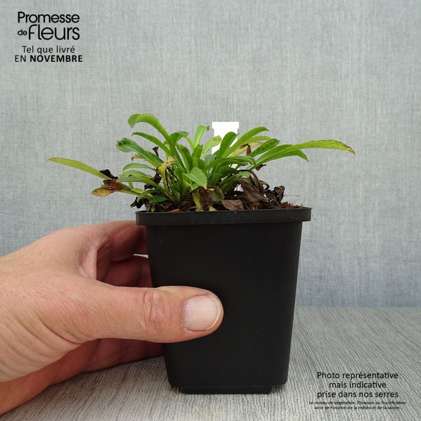 Esemplare di Campanula persicifolia - Campanula con foglie di pesco Vasetto da 8/9 cm come consegnato in autunno