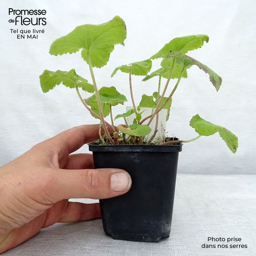 Campanula alliariifolia Vasetto da 8/9 cm esemplare consegnato in primavera