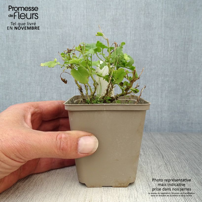 Esemplare di Campanula carpatica Alba - Campanula dei Carpazi Vasetto da 8/9 cm come consegnato in autunno