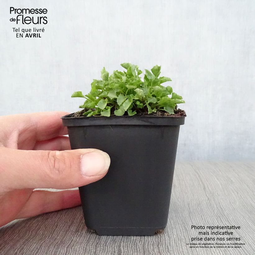 Example of Campanula carpatica - Campanula dei Carpazi Vasetto da 8/9 cm as you get in printemps