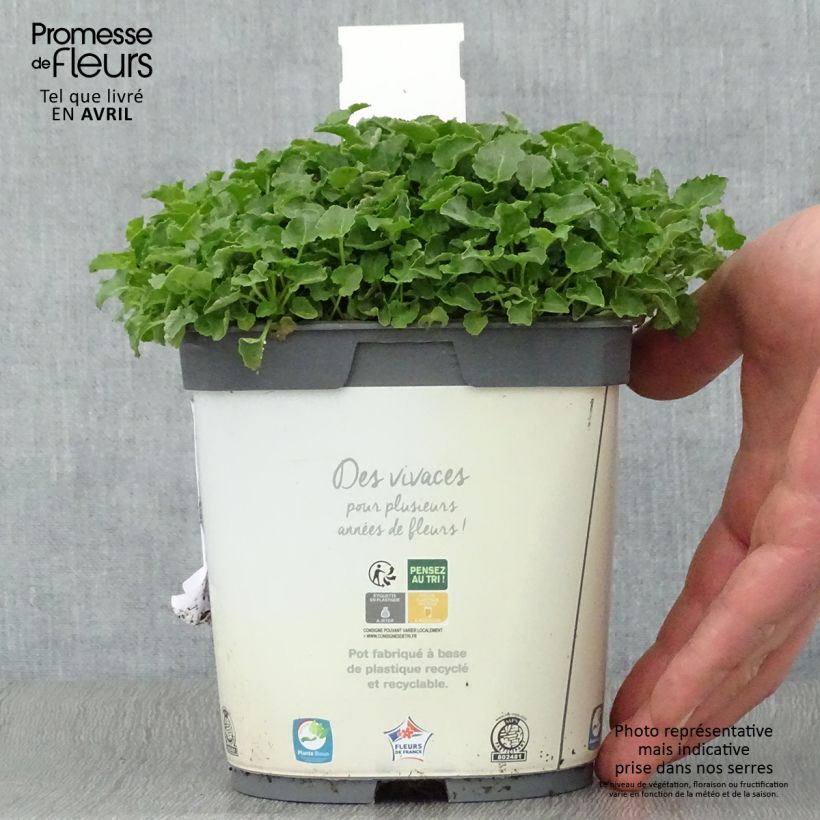 Example of Campanula carpatica Clips White - Campanula dei Carpazi Vaso da 2L/3L as you get in printemps