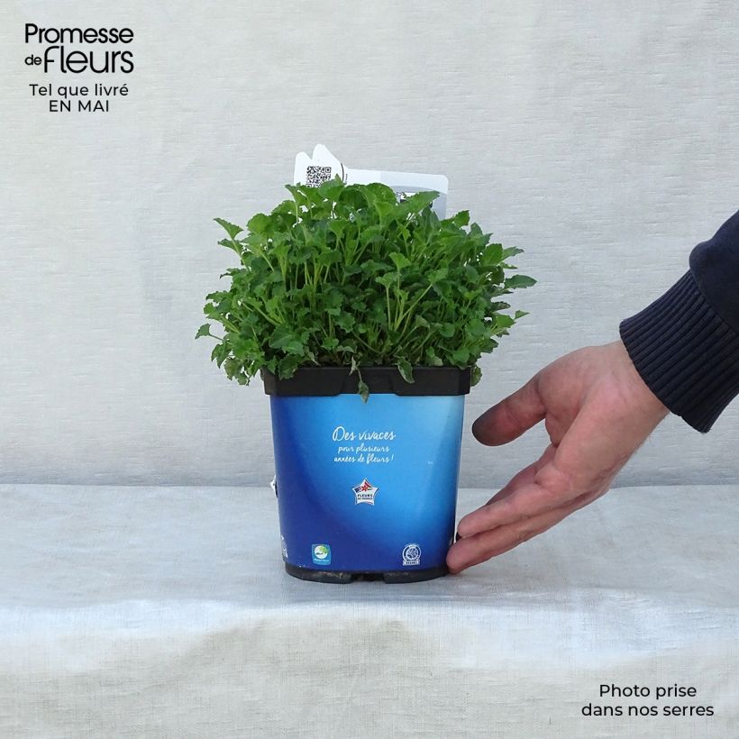 Example of Campanula carpatica Clips Blue - Campanula dei Carpazi Vaso da 2L/3L as you get in printemps