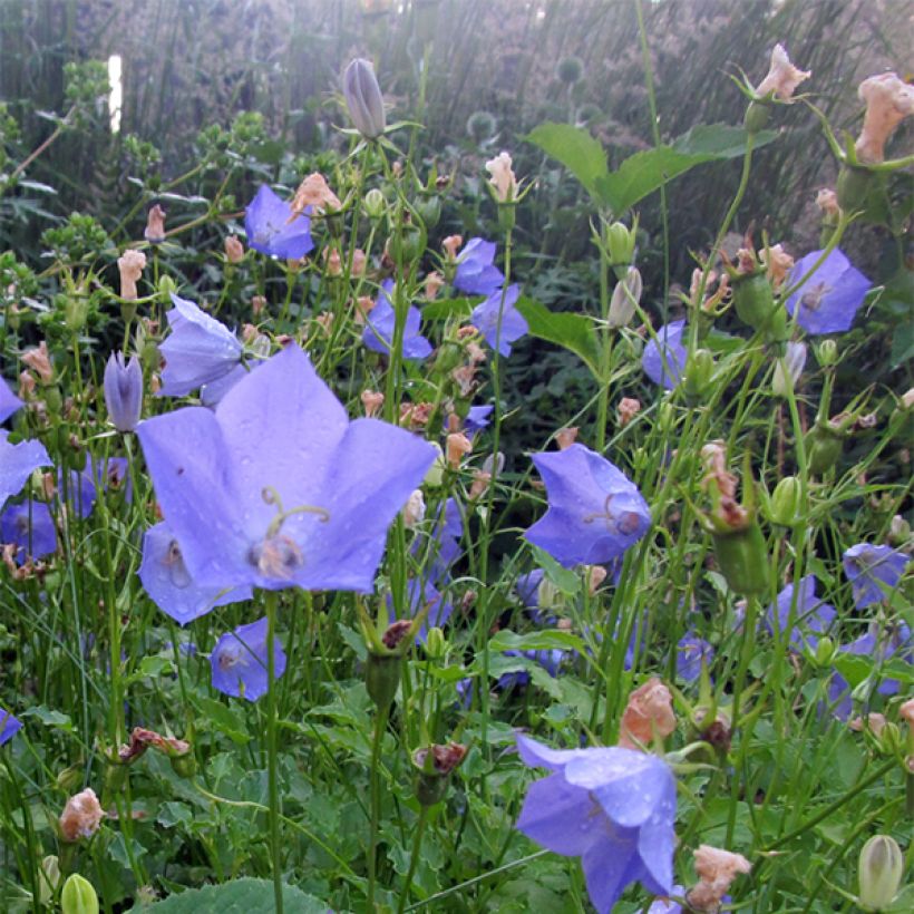 Campanula carpatica Molly Pinsent - Campanula dei Carpazi (Fioritura)