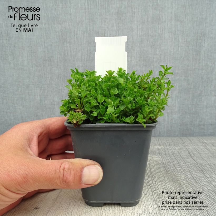 Campanula cochleariifolia Bavaria Blue - Campanula dei ghiaioni Vasetto da 8/9 cm esemplare consegnato in primavera