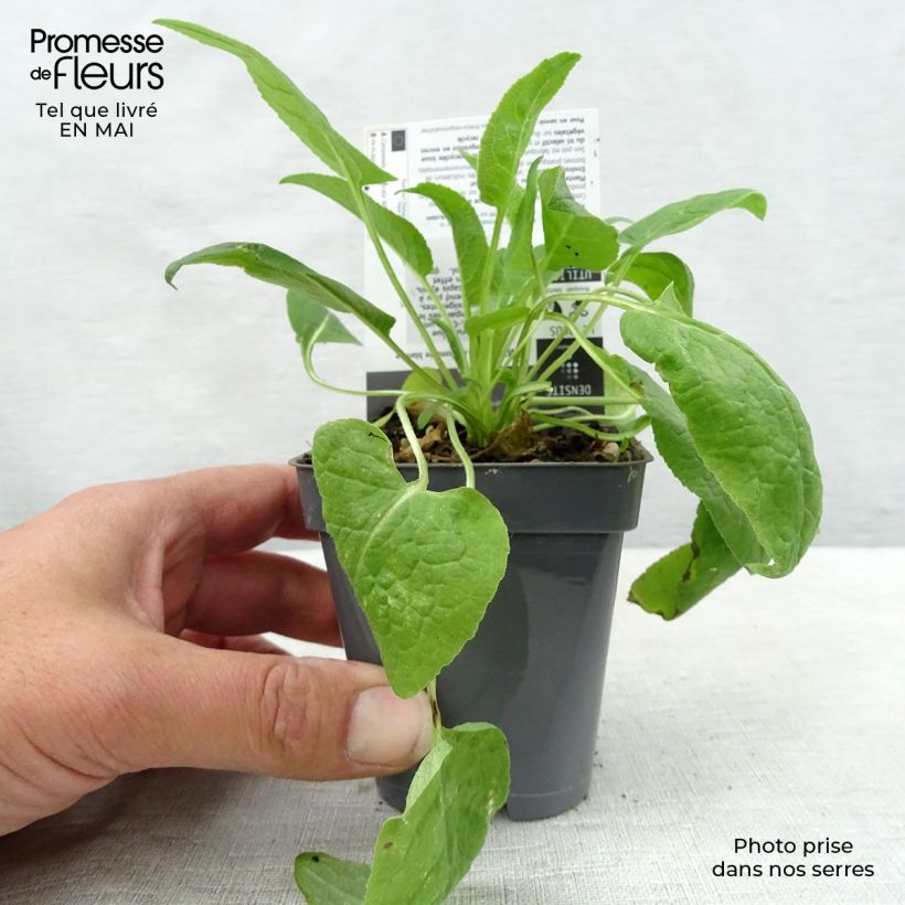 Example of Campanula glomerata Alba - Campanula agglomerata Vasetto da 8/9 cm as you get in printemps