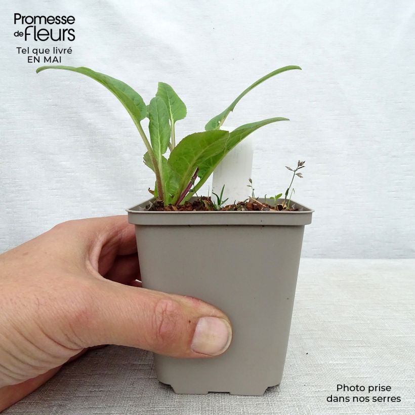 Campanula glomerata Caroline - Campanula agglomerata Vasetto da 8/9 cm esemplare consegnato in primavera