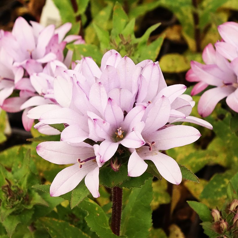 Campanula glomerata Caroline - Campanula agglomerata (Fioritura)