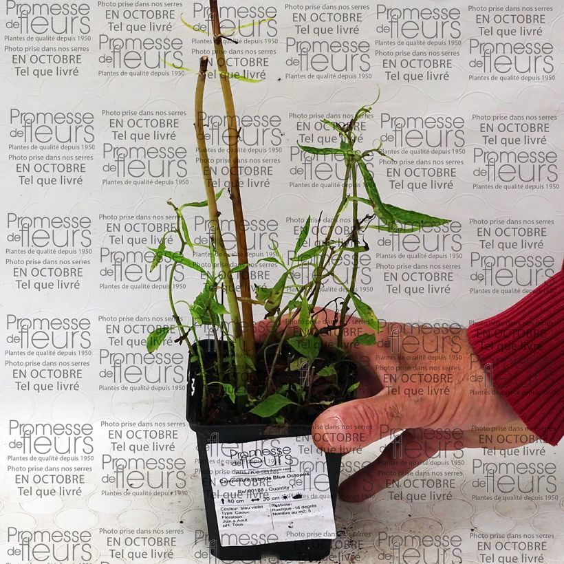 Esempio di esemplare Campanula punctata Blue Octopus Vasetto da 8/9 cm come consegnato