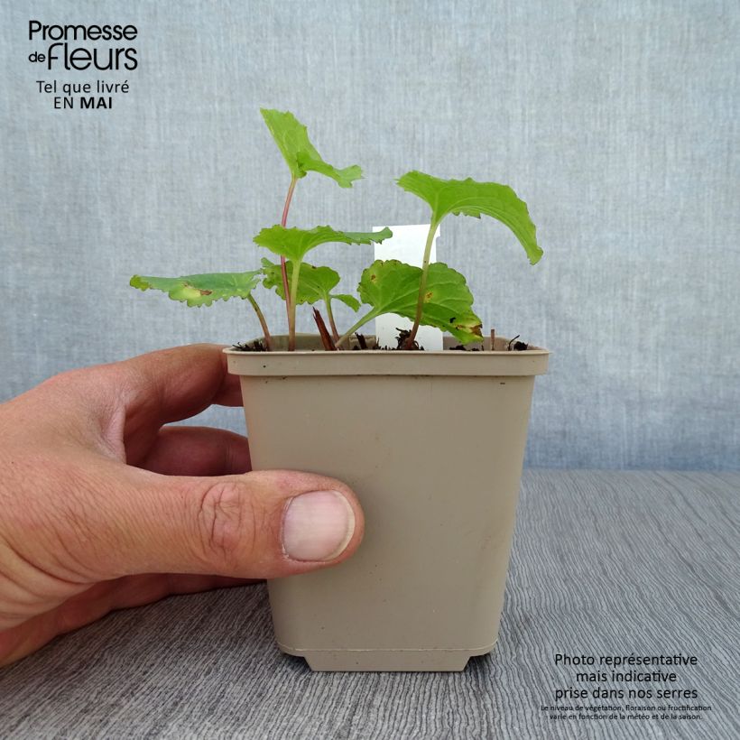 Campanula punctata Iridescent Bells Vasetto da 8/9 cm esemplare consegnato in primavera