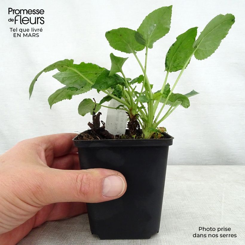 Campanula Kent Belle Vasetto da 8/9 cm esemplare consegnato in primavera