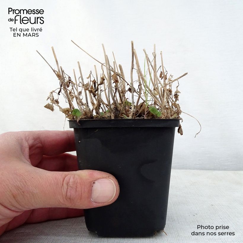 Campanula takesimana Ringsabell Indigo Blue Vasetto da 8/9 cm esemplare consegnato in primavera