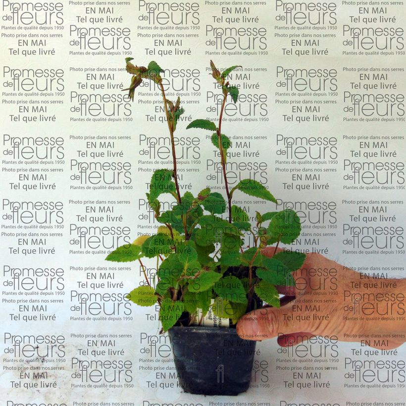 Esempio di esemplare Campanula takesimana Ringsabell Mulberry Rose Vasetto da 8/9 cm come consegnato