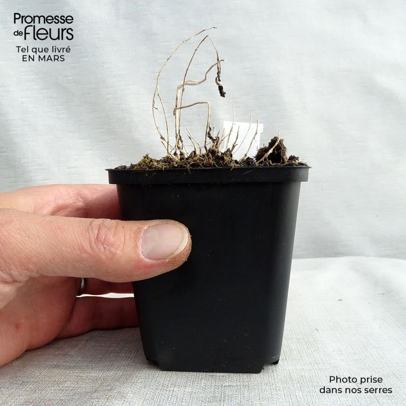 Campanula lactiflora Vasetto da 8/9 cm esemplare consegnato in primavera