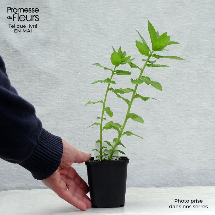 Example of Campanula lactiflora Loddon Anna Vasetto da 7/8 cm as you get in printemps