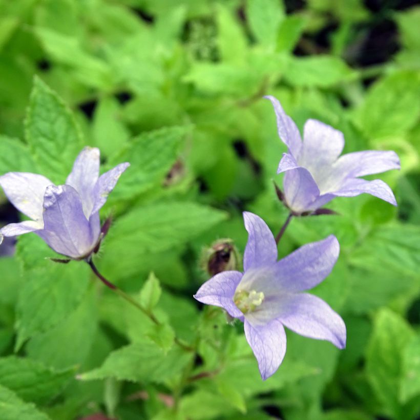 Campanula lactiflora Prichard's variety (Fioritura)