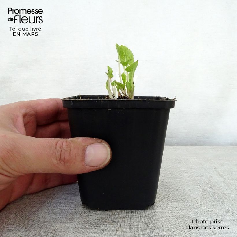 Campanula latifolia var. macrantha - Campanula maggiore Vasetto da 8/9 cm esemplare consegnato in primavera