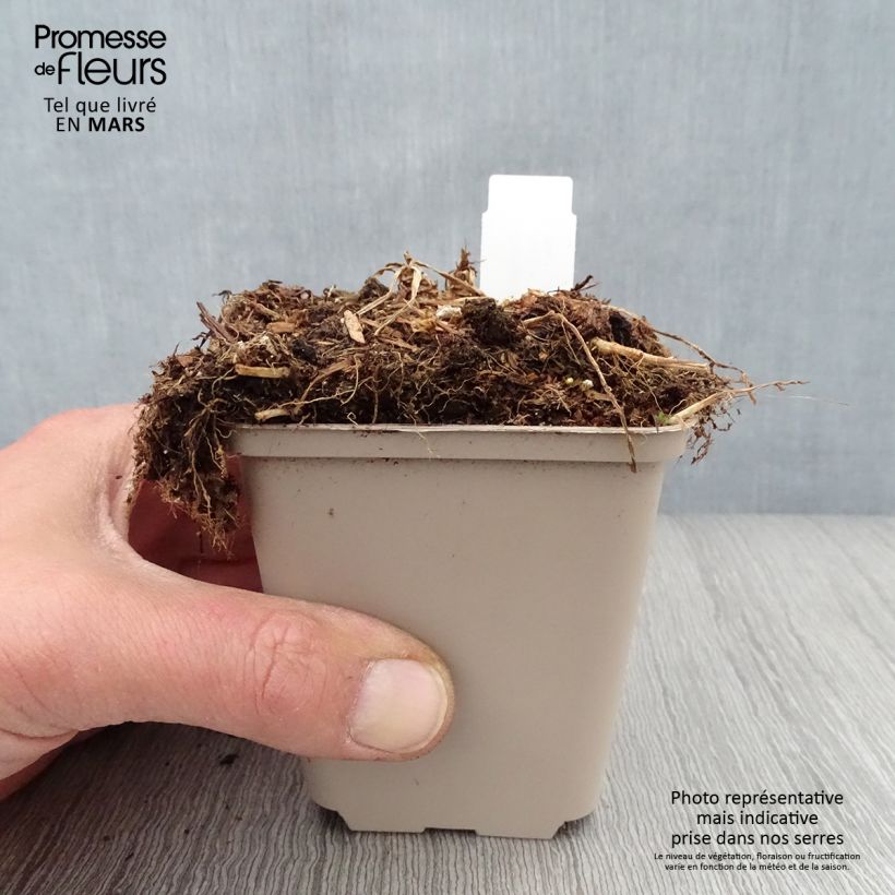 Campanula persicifolia Hidcote Amethyst - Campanula con foglie di pesco Vasetto da 8/9 cm esemplare consegnato in primavera