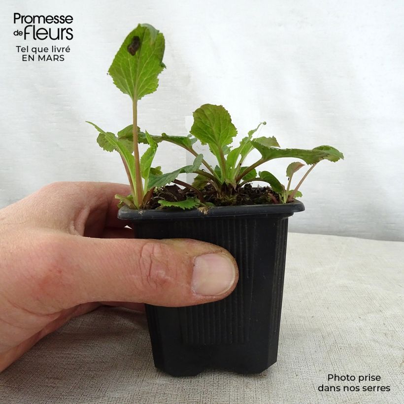 Campanula takesimana Alba Vasetto da 8/9 cm esemplare consegnato in primavera