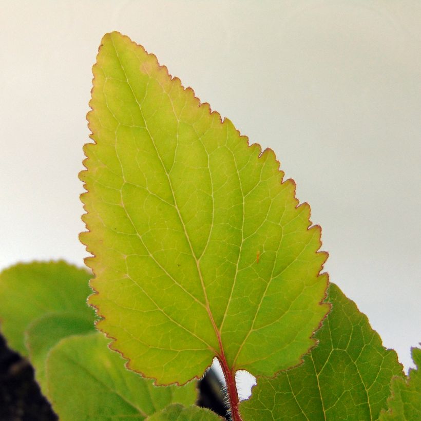 Campanula takesimana (Fogliame)