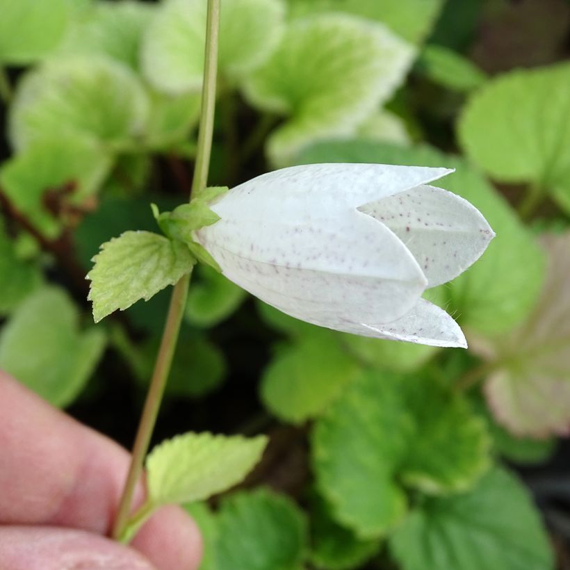Campanula takesimana (Fioritura)