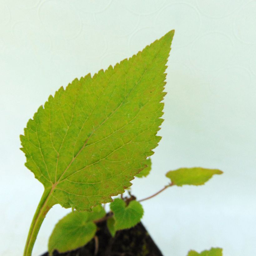 Campanula takesimana Elisabeth (Foliage)