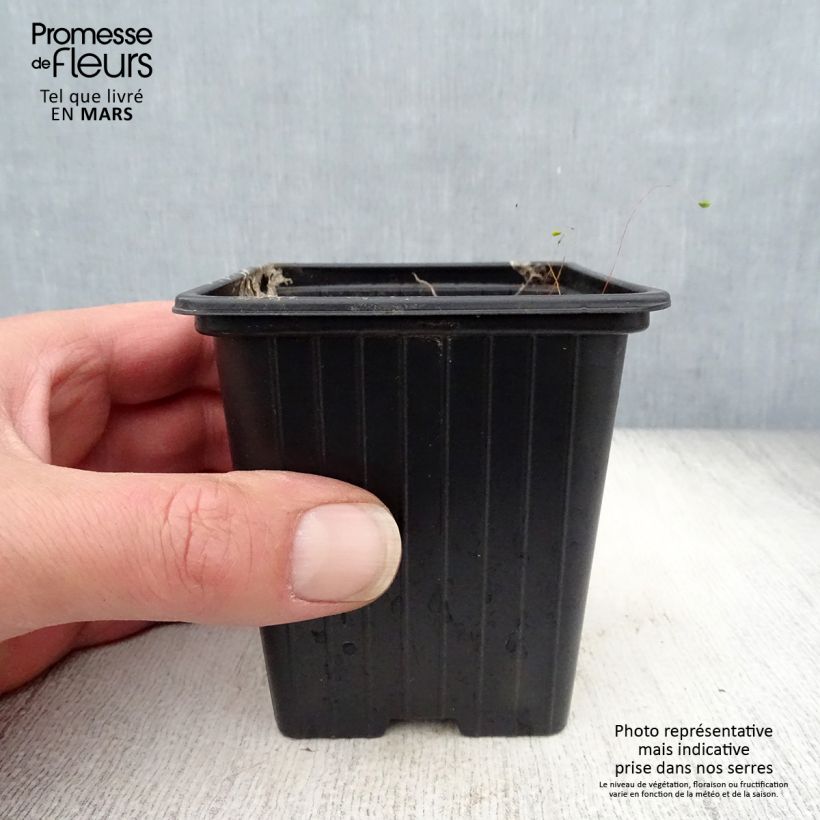 Example of Campanula takesimana Elisabeth Vasetto da 7/8 cm as you get in printemps