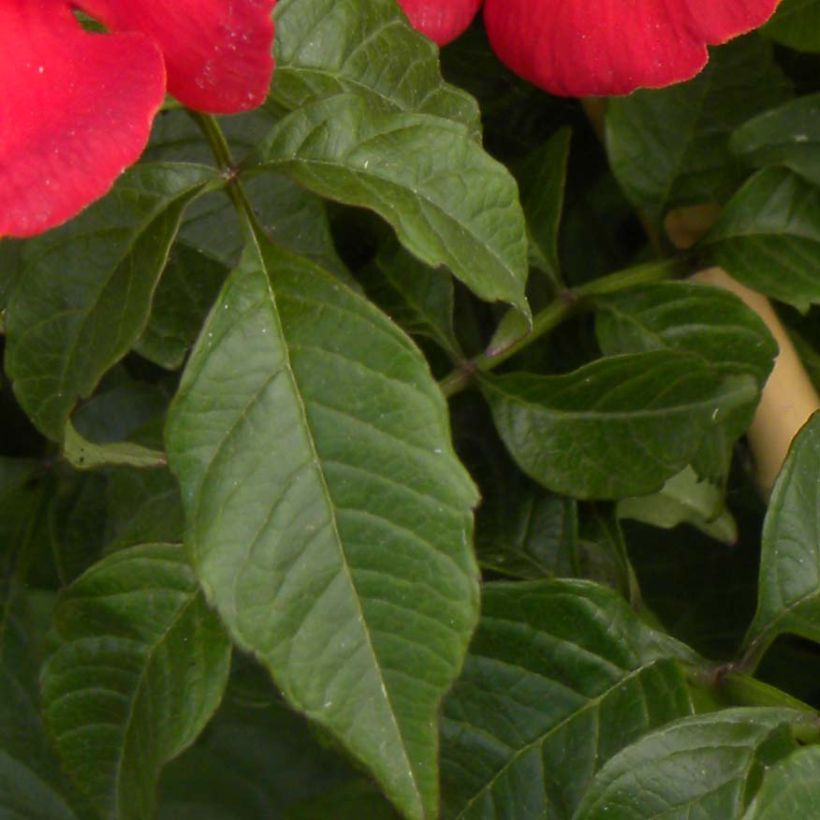 Campsis tagliabuana Summer Jazz Fire - Bignonia (Foliage)