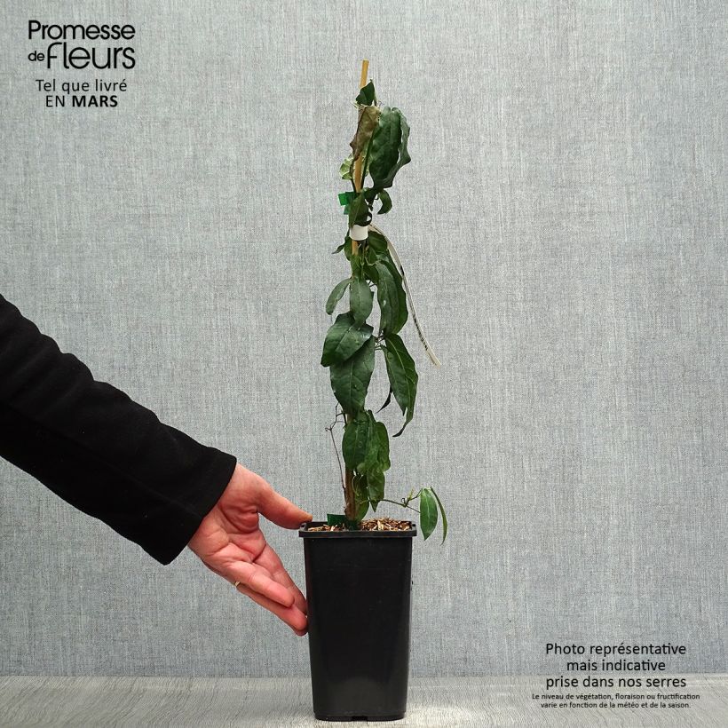 Campsis capreolata Vaso da 1L/1,5L esemplare consegnato in primavera