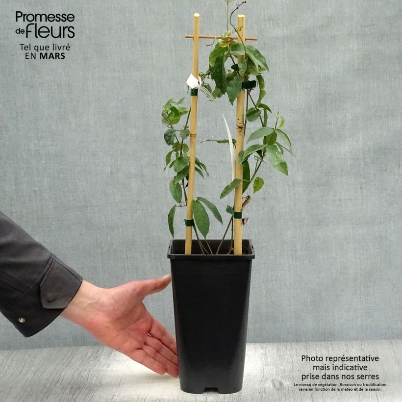 Campsis capreolata Vaso da 2L/3L esemplare consegnato in primavera