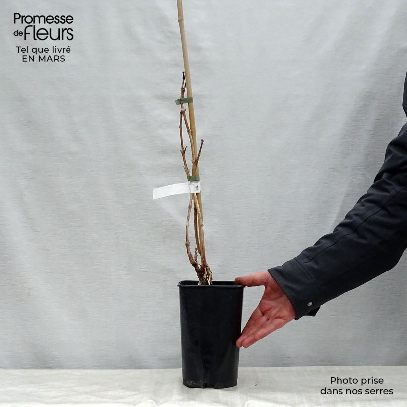 Campsis radicans Indian summer - Bignonia Vaso da 2L/3L esemplare consegnato in primavera