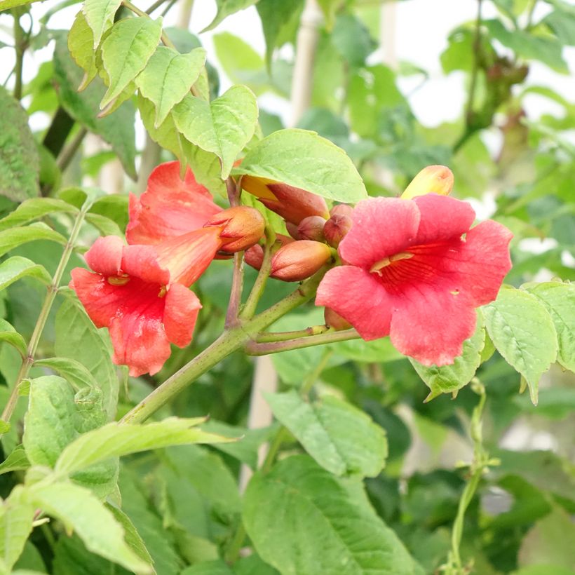 Campsis radicans Stromboli - Bignonia (Fioritura)