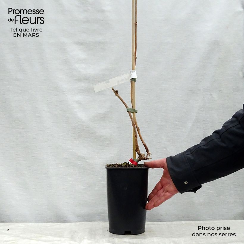 Campsis radicans Stromboli - Bignonia Vaso da 2L/3L esemplare consegnato in primavera