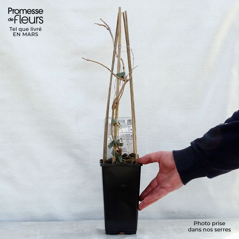 Campsis radicans Yellow Trumpet - Bignonia Vaso da 2L/3L esemplare consegnato in primavera