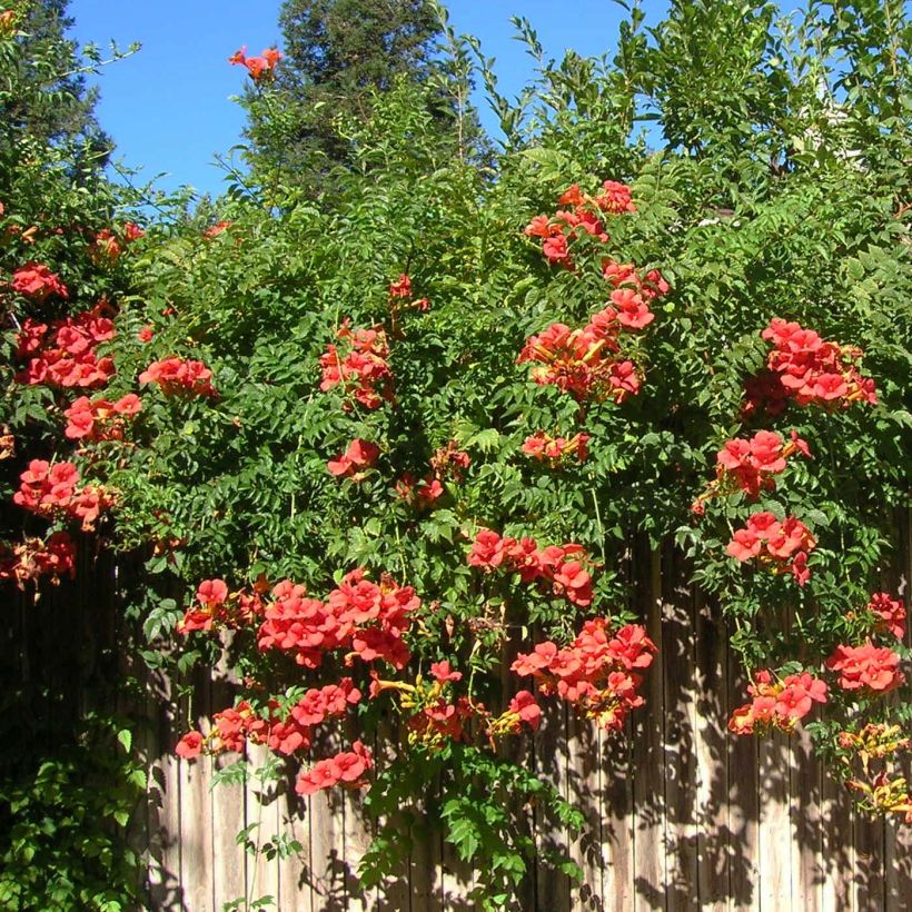 Campsis tagliabuana Madame Galen - Bignonia (Porto)