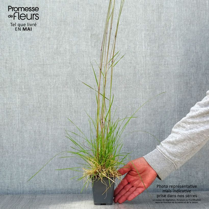 Example of Deschampsia caespitosa Vivipara Vasetto da 8/9 cm as you get in printemps
