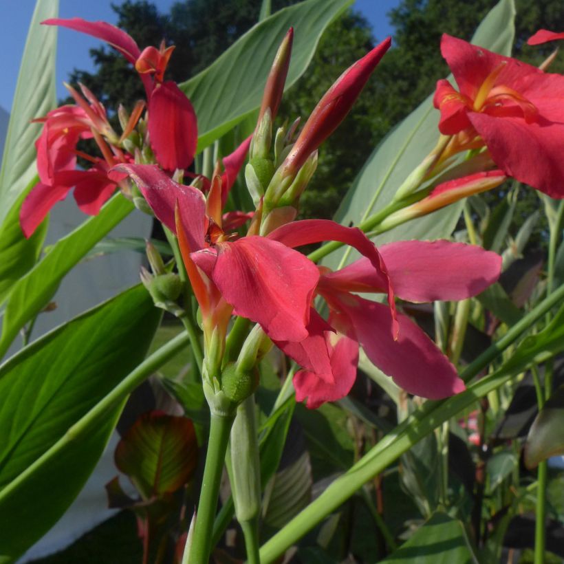 Canna Perkeo (Fioritura)