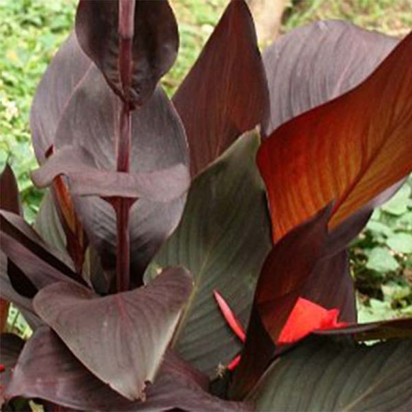 Canna Semaphore (Fogliame)