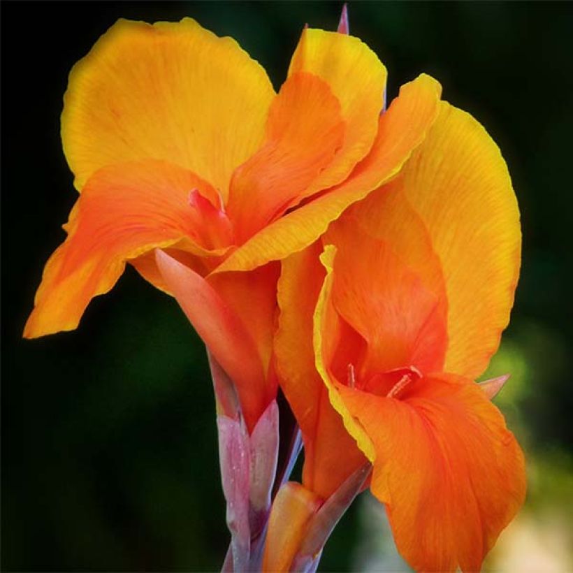 Canna Semaphore (Fioritura)