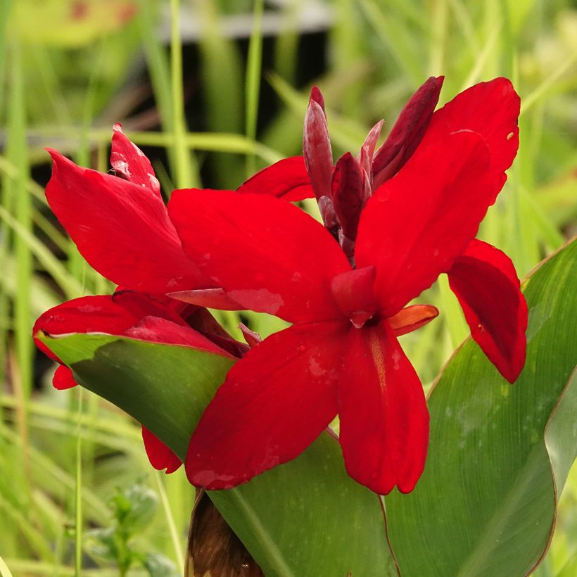 Canna Strasbourg (Fioritura)