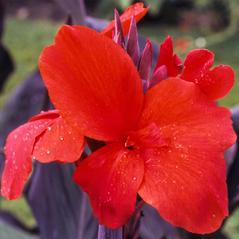 Canna Red Wine (Fioritura)
