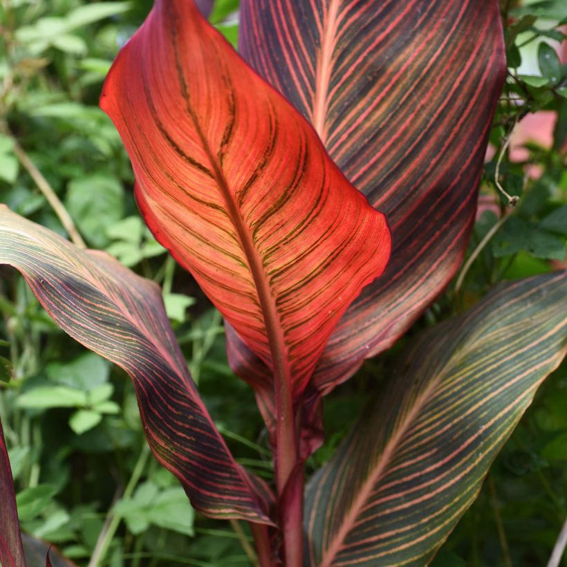 Canna Durban (Fogliame)