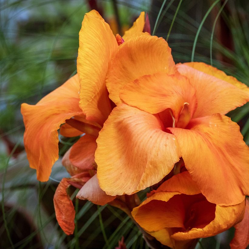 Canna Durban (Fioritura)