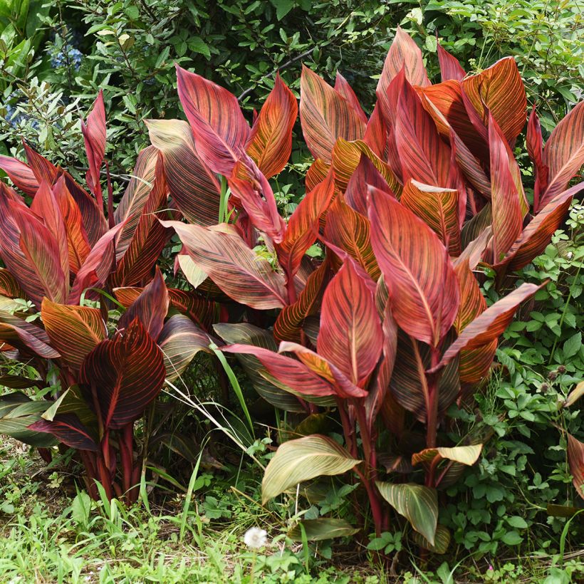 Canna Durban (Porto)