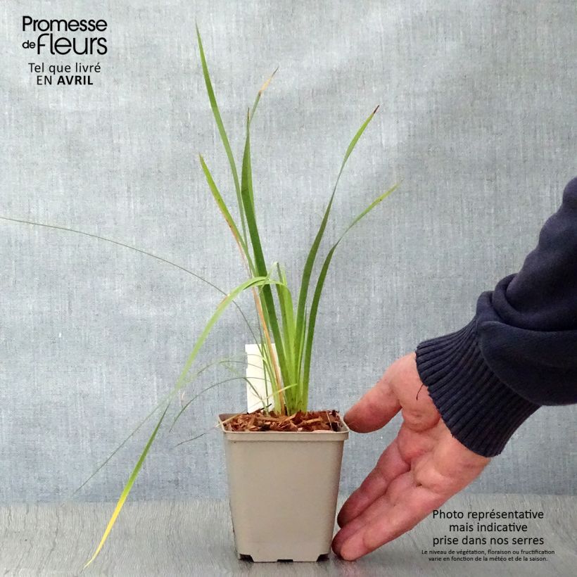 Example of Dierama pulcherrimum Vasetto da 8/9 cm as you get in printemps